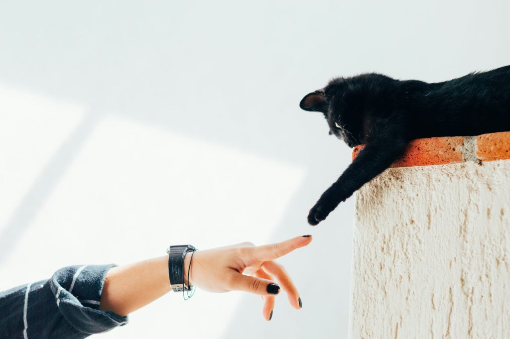 Human reaching with hand to cat, and cat reaching back in the style of the Sistine Chapel